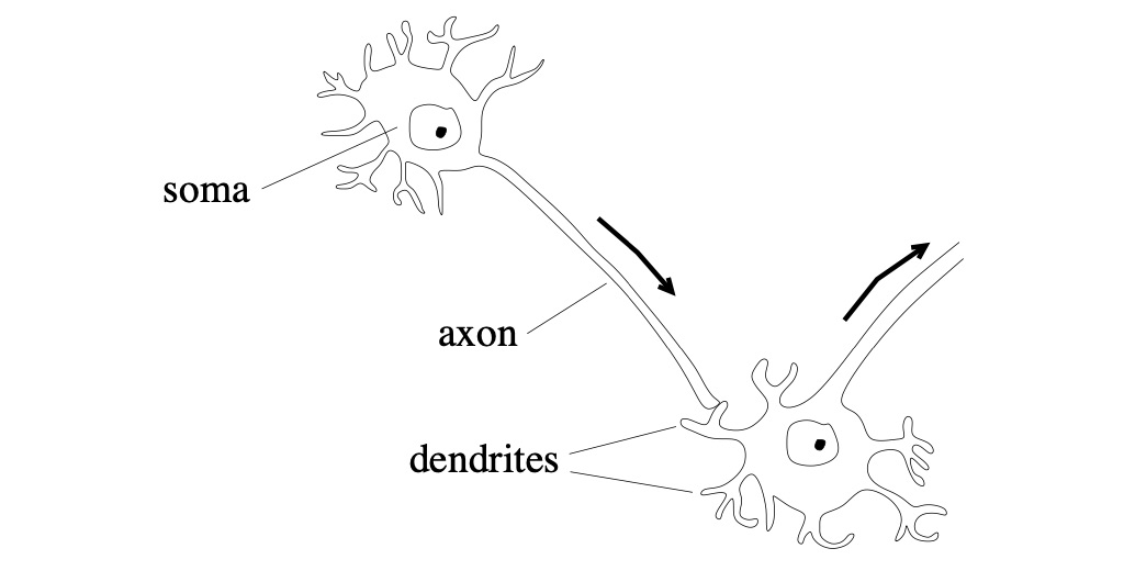 Figure  1: Projecting from each cell’s body, called its soma, is a tree of dendrites and a long axon. Dendrites receive the signals sent down the axon.